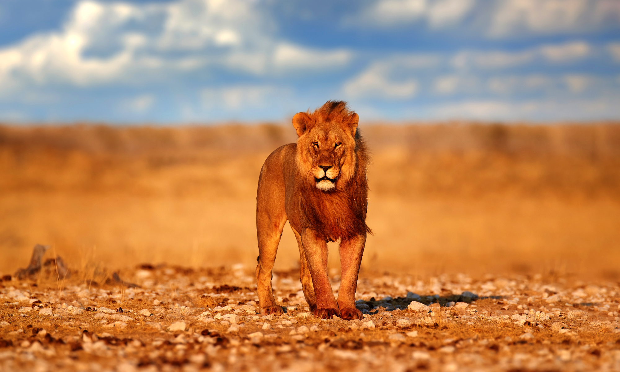 Carnivore Diet - Is It Worth a Try?